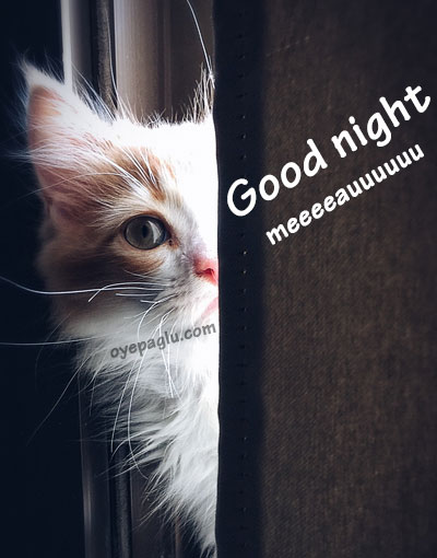 lovely-good-night-with-cat-image