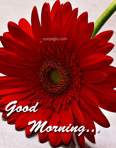 good morning red flower