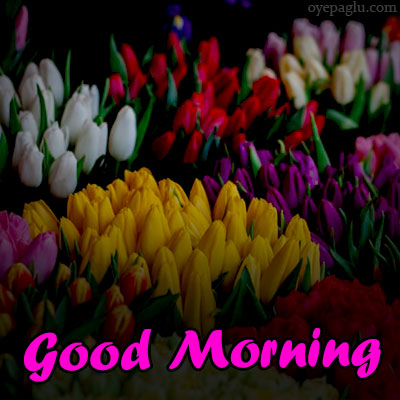 50+ Good morning flower images free download HD