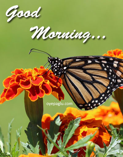 Flower and butterfly good morning image