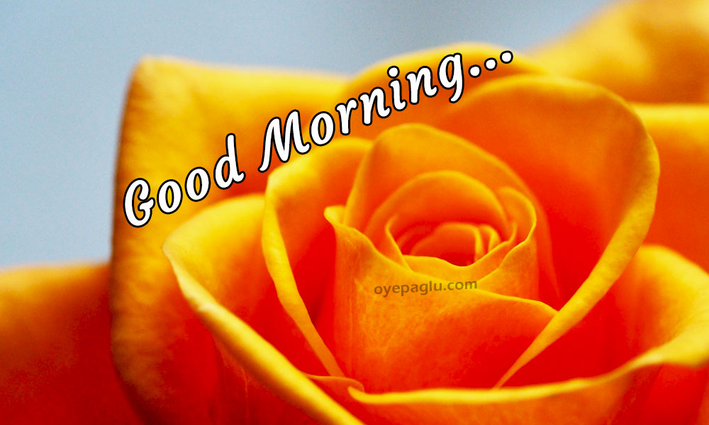 Good morning flower images