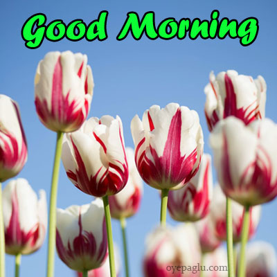 50+ Good morning flower images free download HD