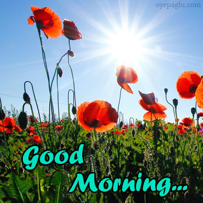 50+ Good morning flower images free download HD