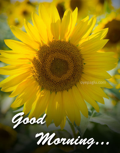 Sunflower good morning image