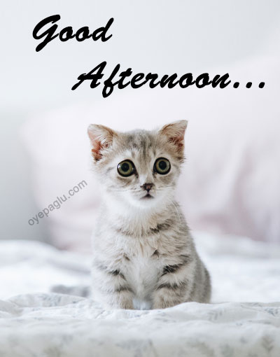 cute cat good afternoon image