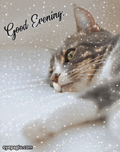 Cat with sparkle animation for good evening