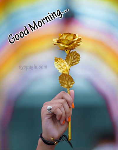 golden flower in hand good morning image