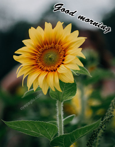 good morning flower image