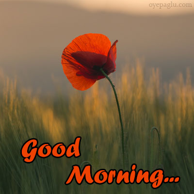 50+ Good morning flower images free download HD