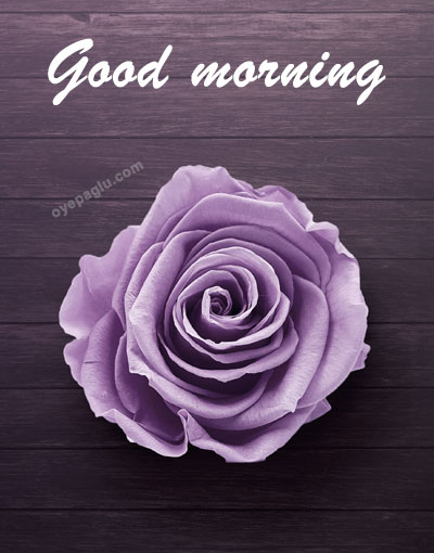 purple rose good morning image