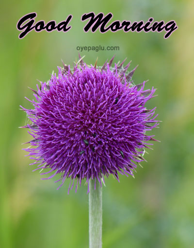 purple round flower good morning image