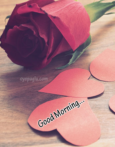 red rose goodmorning image