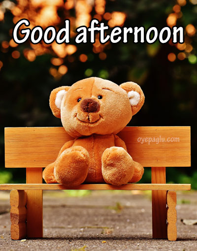 teddy goodafternoon image