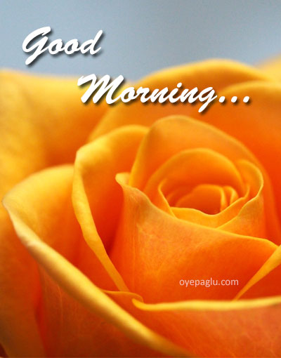 yellow orange rose good morning image
