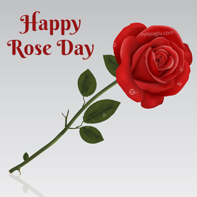 happy rose day single red rose