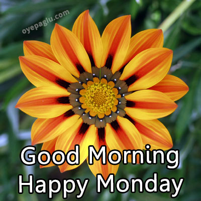 beautiful yellow flower good morning monday image