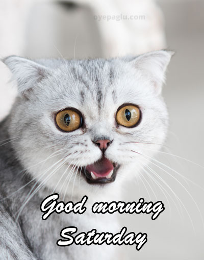 cat at morning good morning saturday image