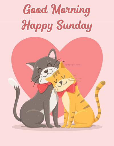 cat love good morning sunday image