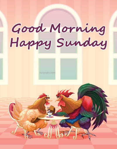 chicken romance good morning sunday image