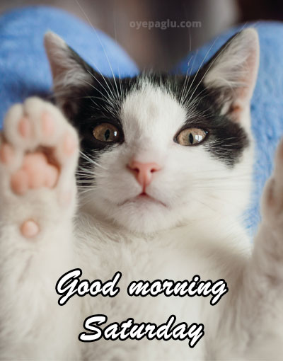 cute cat good morning saturday image