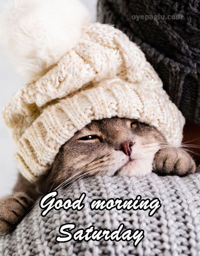 cutest cat good morning saturday image