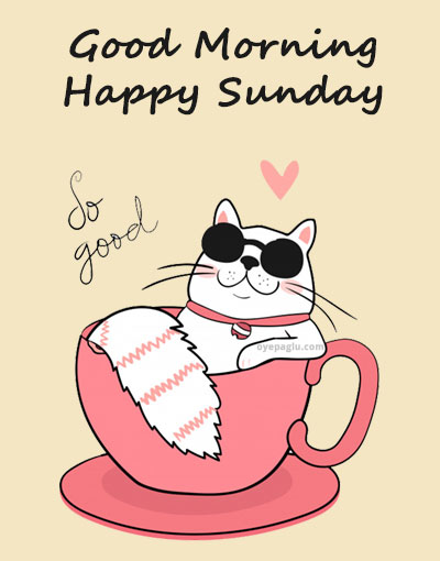 Happy Sunday Cat