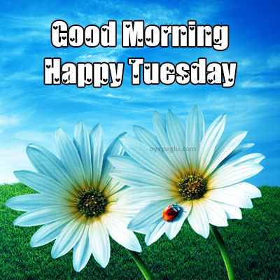 Good Morning Tuesday Images free download dp size pic