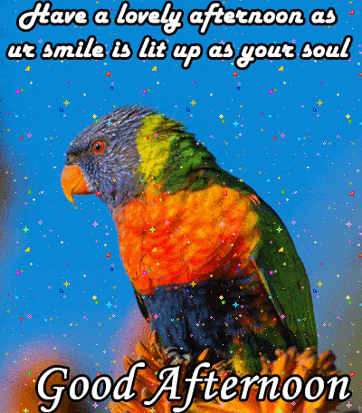 colour full parrot good afternoon gif