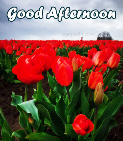 tulip festival goodafternoon images