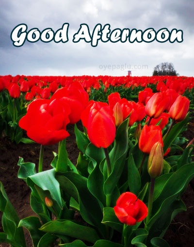 tulip festival goodafternoon images