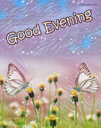 butterfly Good evening gif