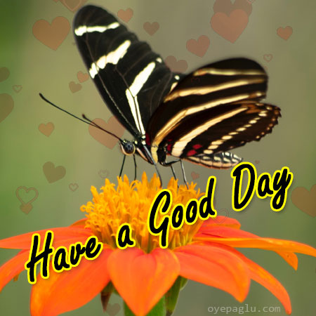 butterfly and flower with good day message