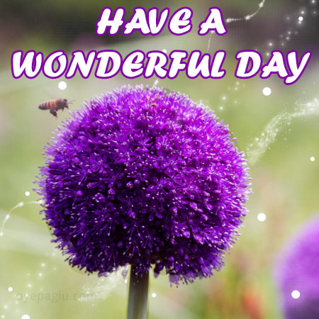 purple flower image