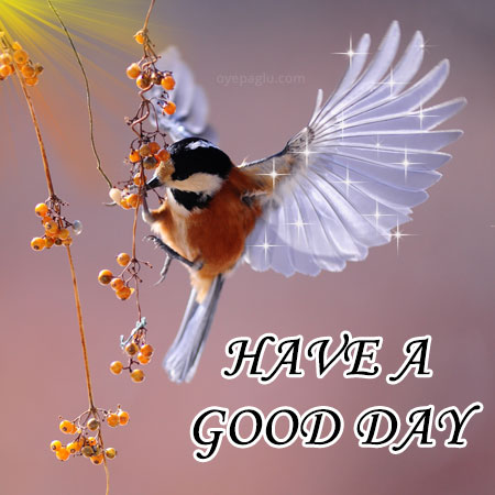 best day bird image