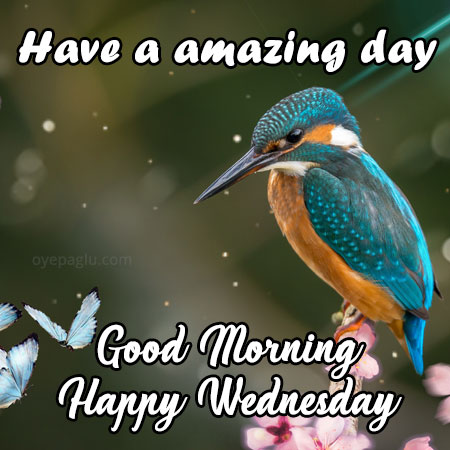 have a amazing day happy wednesday