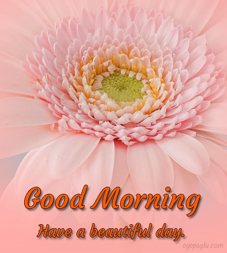 Gogood morning flowers images