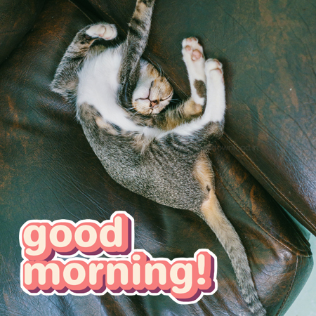 good morning funny cat pictures