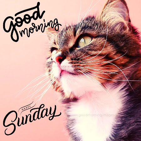 good morning happy sunday cat hd images