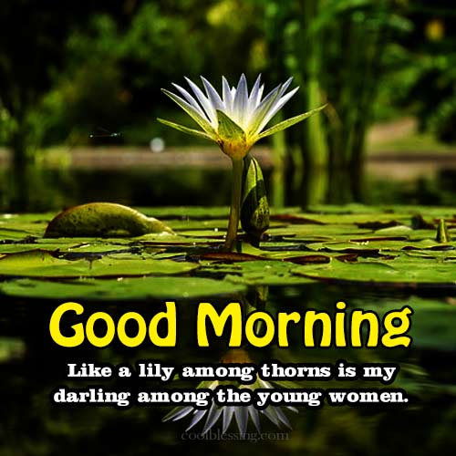 Beautiful Good Morning Lotus Flower Picture