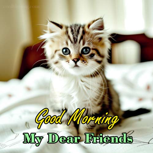 Good Morning Cats For Friends