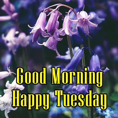Good Morning Have A Beautiful And Blessed Tuesday