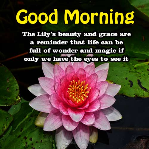 Good Morning Quotes with Lotus Flower Images