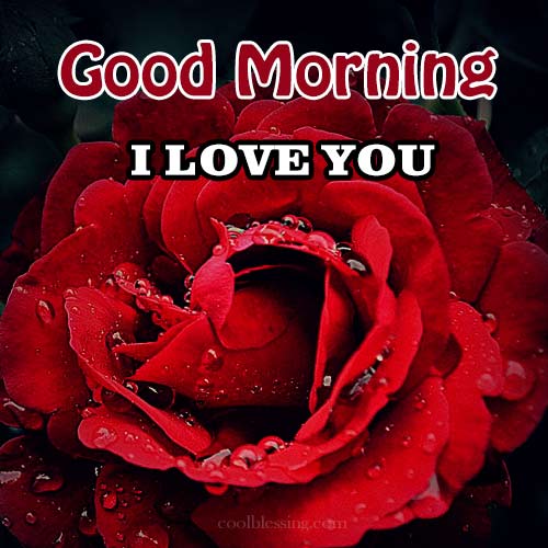 good morning red rose flower for my love