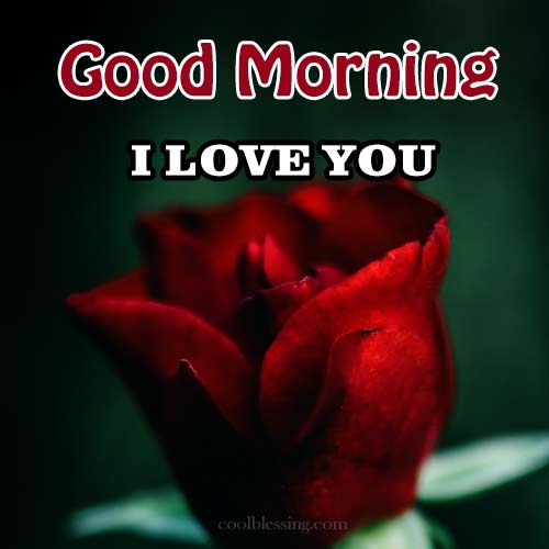 good morning red rose message